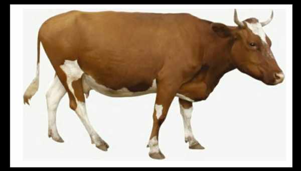 Сколько весит корова и как рассчитать её вес