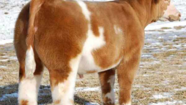Плюшевая корова из Айовы: характеристика и описание породы