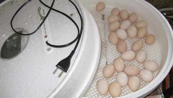 Технология искусственного разведения цыплят. Какая температура инкубации куриных яиц?