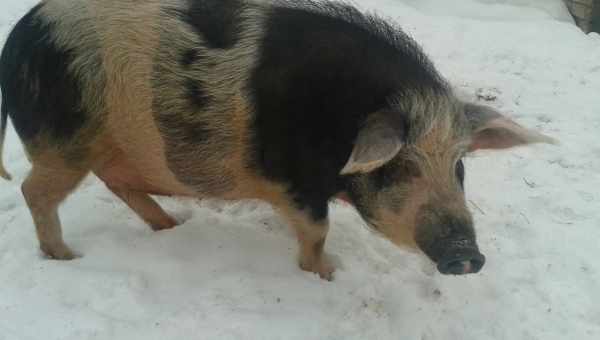 Описание свиней породы Кармал