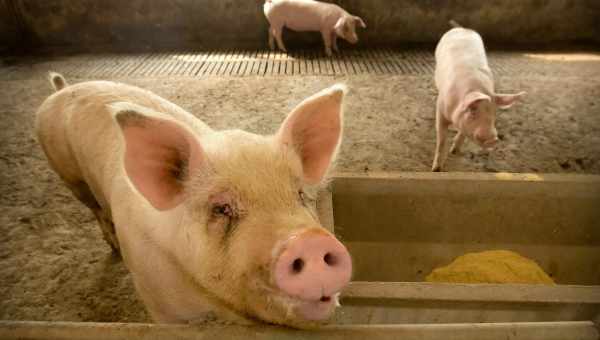 Причины дизентерии у свиней и методы лечения