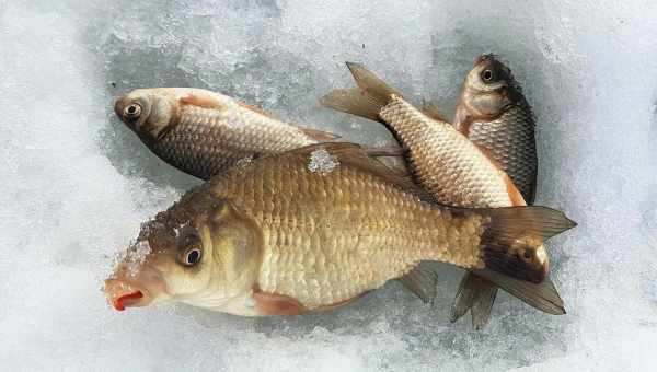 Как зимуют караси и как помочь рыбе пережить зиму в маленьком пруду