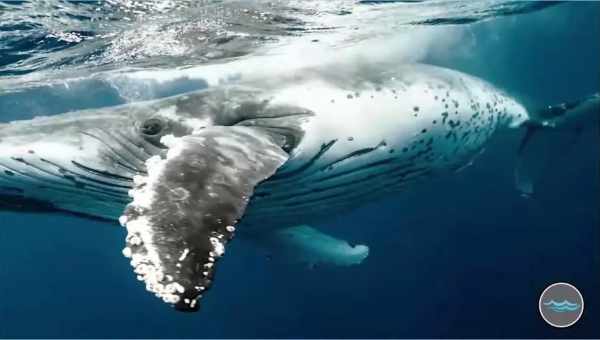 Тайна навигации китов