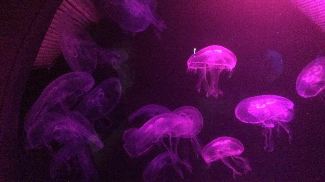 Для сну не потрібен мозок: медузи гарантують