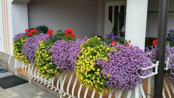 Квіти декоративні сусіди