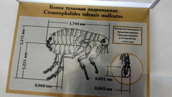 Где хранится подкованная блоха