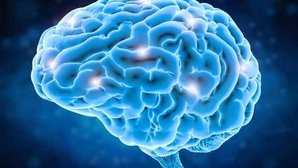 Нейробиологи собираются выяснить, как мозг человека принимает решения