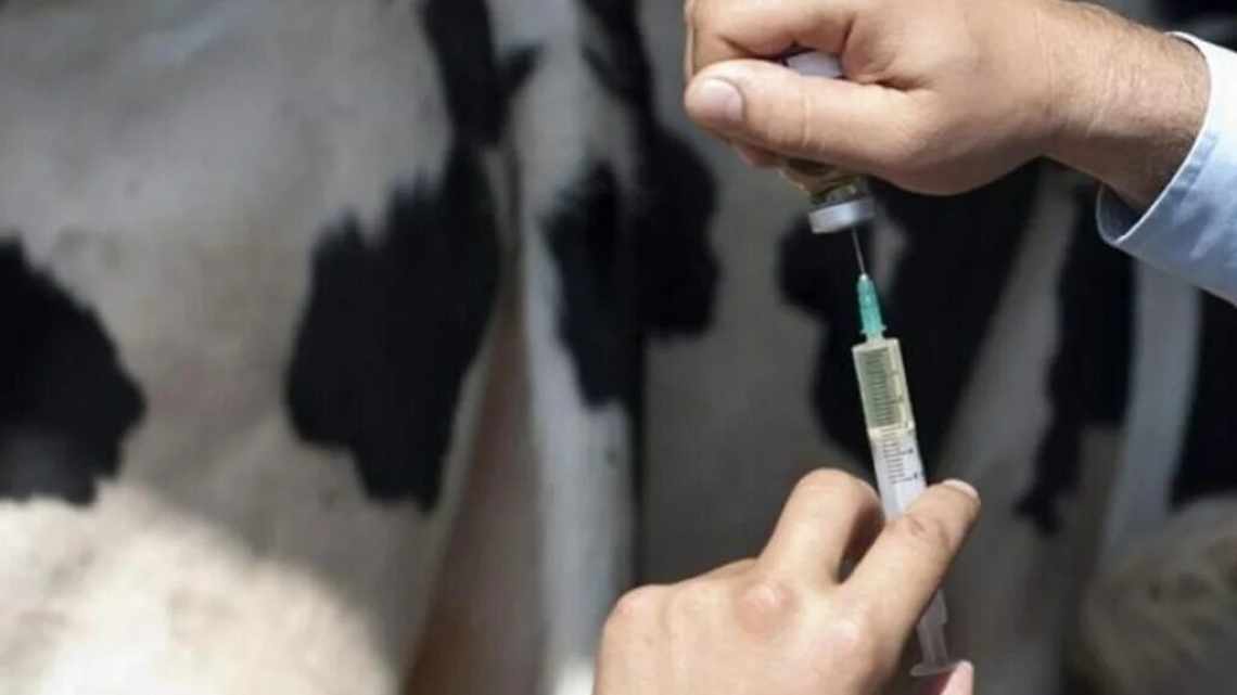 Коровьи антитела помогут создать вакцину от ВИЧ